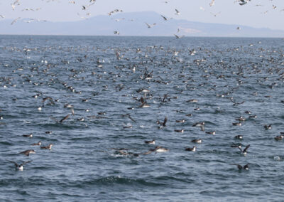 ΕΟΑ για τον Αγωγο ΑΣΦΑ Αλεξανδρούπολης