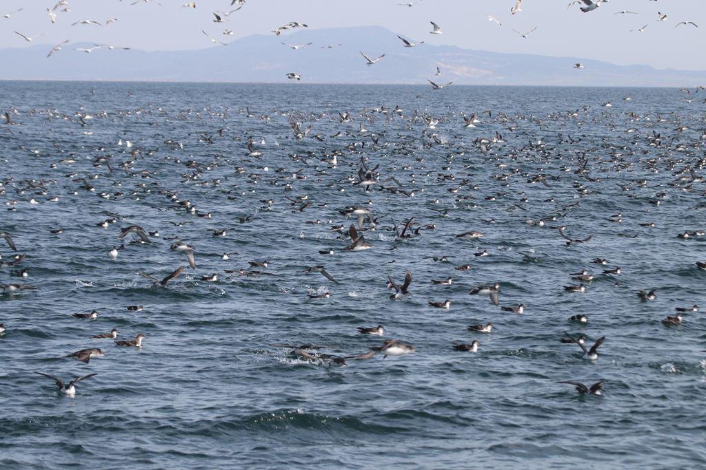 EOA_ASFA_Alexandroupolis