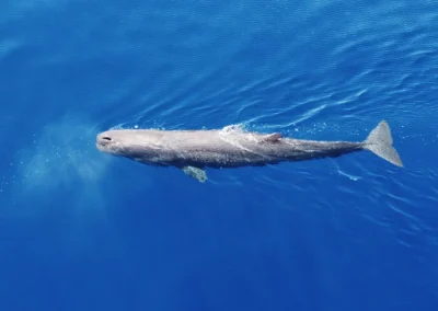 Καταγραφή της πανίδας στην περιοχή παραχώρησης του Κυπαρισσιακού κόλπου