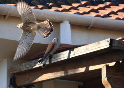 LIFE Lesser Kestrel Thessaly