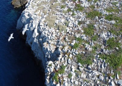 Προσδιορισμός της Καλής Περιβαλλοντικής Κατάστασης για τα θαλασσοπούλια