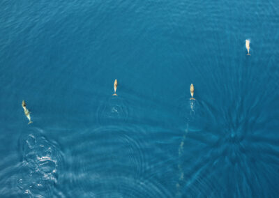 Καταγραφή της πανίδας στην περιοχή παραχώρησης του Ιονίου