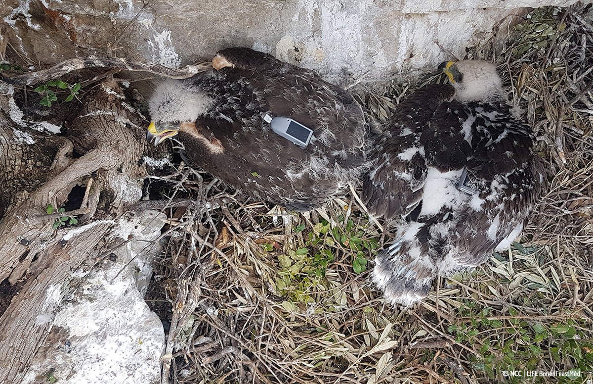 Τα μεγάλα ταξίδια του Βάιου