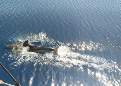 Περιβαλλοντική Παρακολούθηση κατά τη φάση κατασκευής έργων
