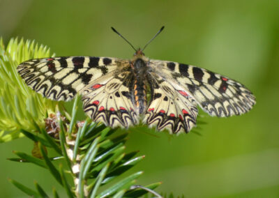 Προγράμματα Παρακολούθησης Εθνικής Εμβέλειας