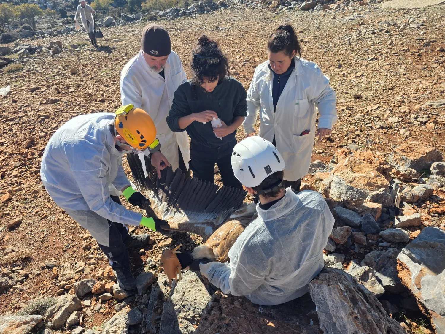 Ραδιοσήμανση Όρνιων στη Γέργερη Κρήτης
