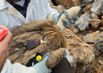 Προγράμματα Παρακολούθησης πτηνών σε αεροδρόμια