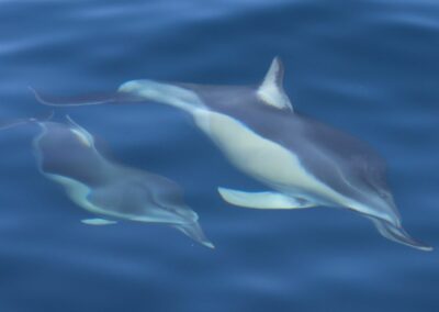 Παρακολούθηση βιοποικιλότητας στο θαλάσσιο περιβάλλον