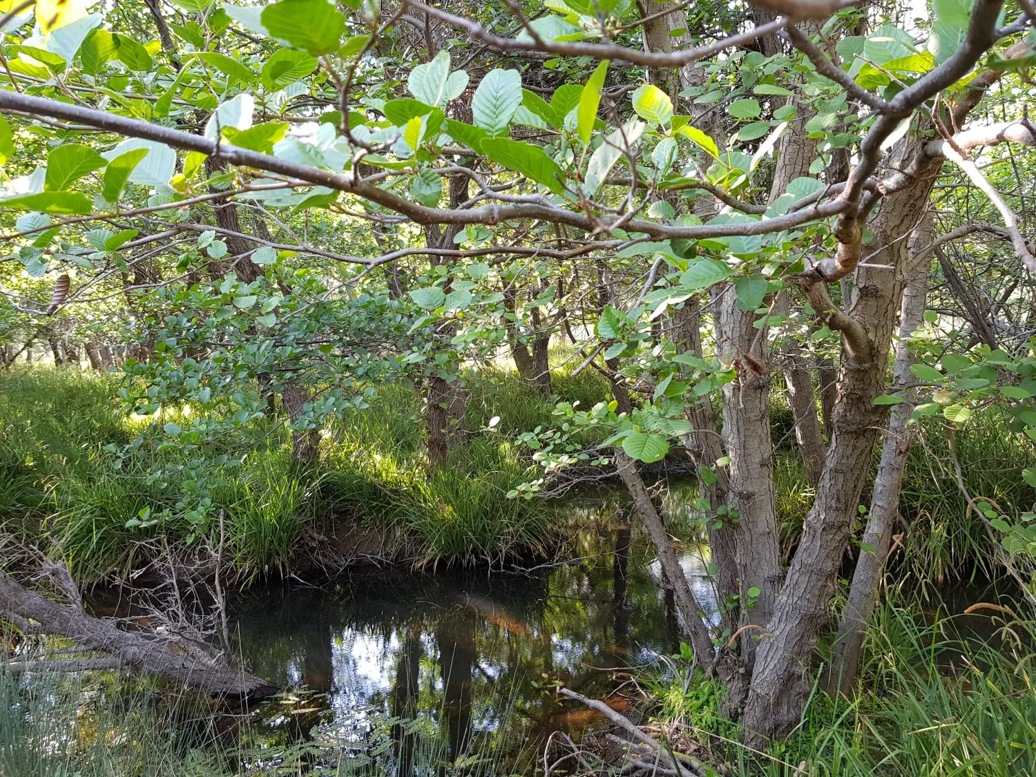 ASagiakou_NCC (5)_1500