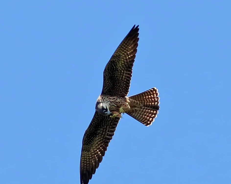 Οι Μαυροπετρίτες πιάνουν λεία που πετάει, όπως μεγάλα έντομα και πουλιά.
