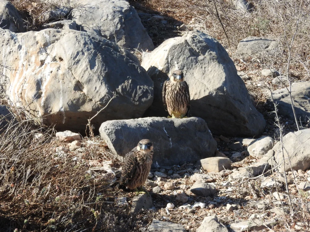 Εδώ δυο σχεδόν ενήλικα πουλιά κοντά στην φωλιά τους.