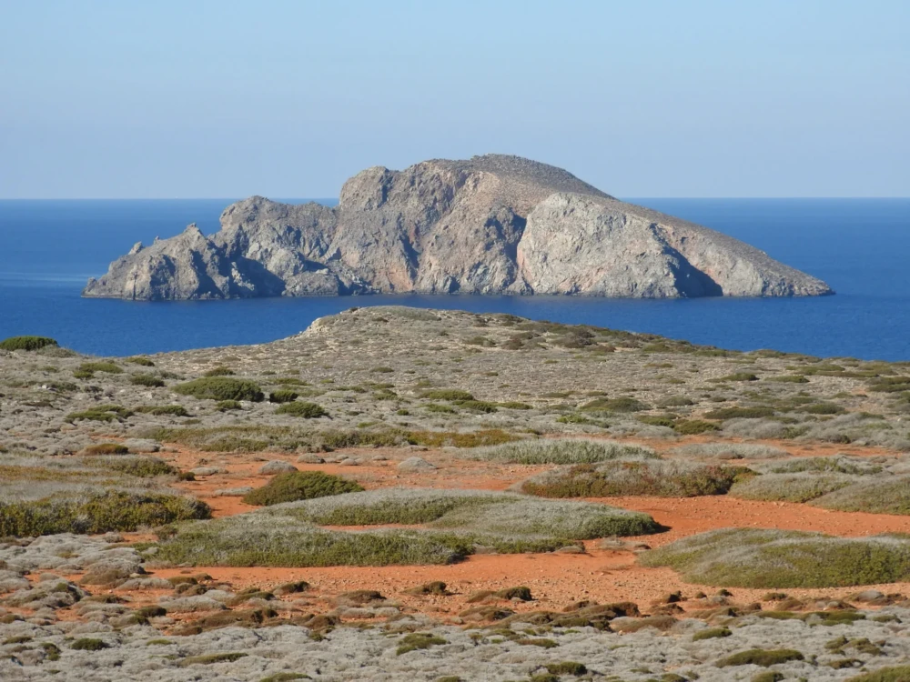 Στην Ελλάδα με τις πολλές βραχονησίδες φωλιάζει περίπου το 90% του πληθησμού του είδος (πάνω από 10.000 ζευγάρια).
