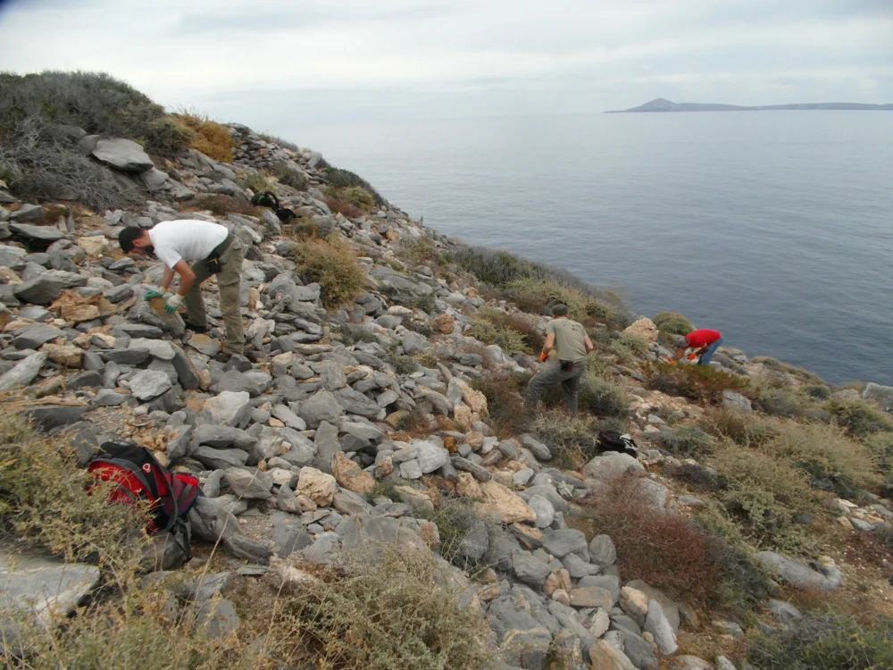 Οι Μαυροπετρίτες δεν χτίζουν φωλιές, αλλά βάζουν τα 1 - 3 αυγά τους στο χώμα στην σκιά ενός βράχου ή ενός φυτού.