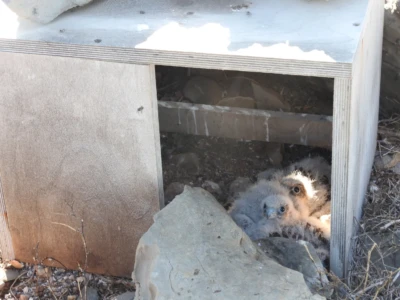 artificial nest with hatchlings