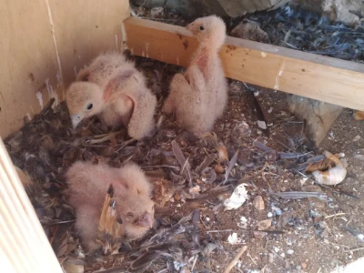 It is rare for three hatchlings to survive in a nest.