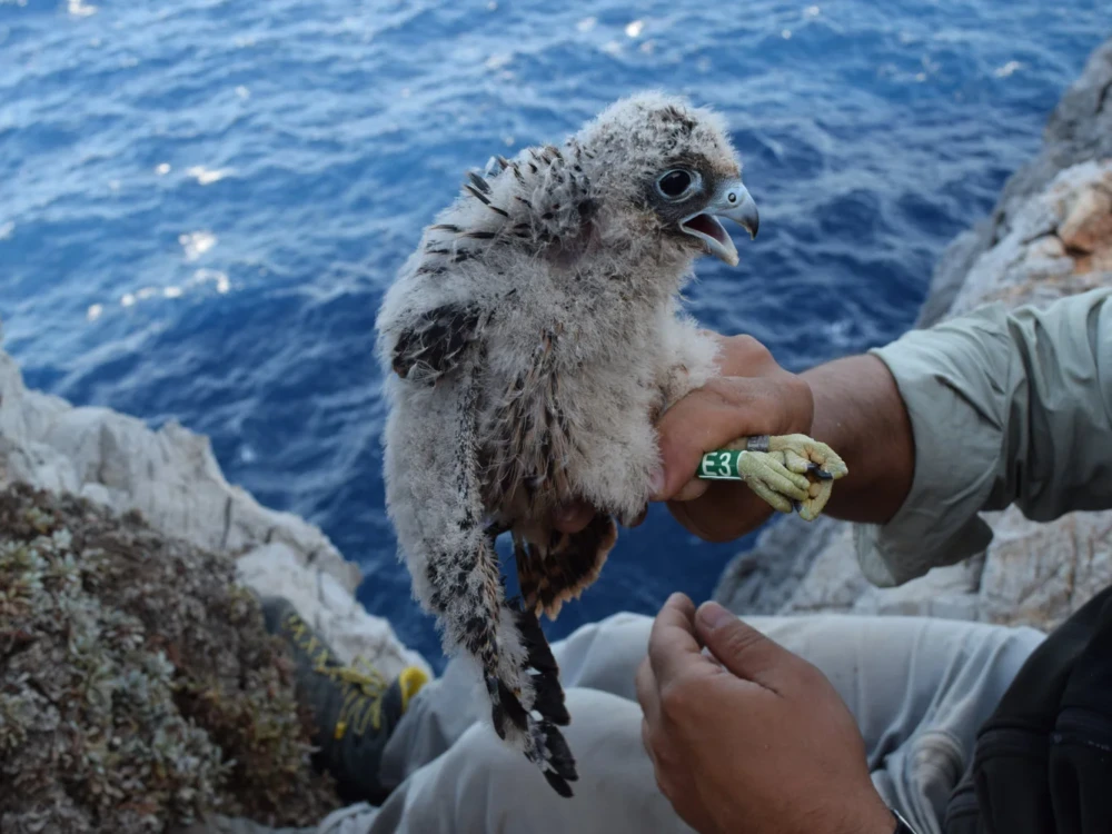 νεοσσός του Μαυροπετρίτη με δαχτυλίδι