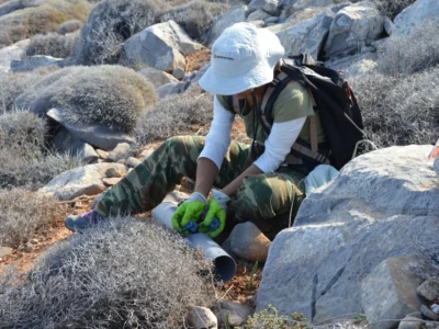 The rats pose a great threat to the bird colonies as they eat the eggs and the hatchlings.