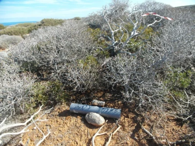 Control is achieved using selective baits placed in tubes to prevent other animals from reaching them.