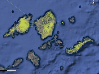 map showing the movements of a Bonelli's eagle recorded by telemetry