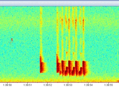 spectrogram of the call of the Cetti's warbler (Cettia cetti)