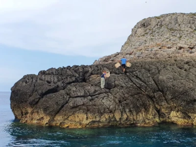 The placement of artificial nests provides important support for the colonies of Eleonora's falcon.