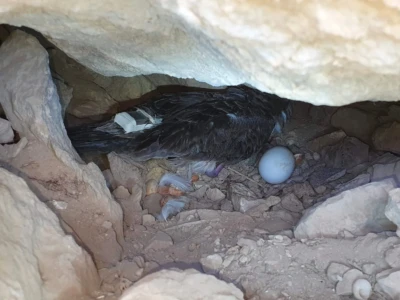 Cory's shearwater with transmitter in its nest