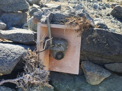 The camouflaged cameras don't disturb the birds.