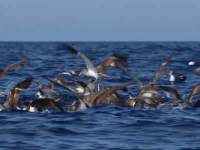 Marine birds are also monitored, here Cory's shearwaters.