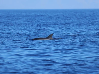 Marine mammals are located and counted in marine surveys, often including photo-ID.