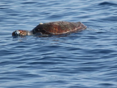 Loggerhead sea turtle
