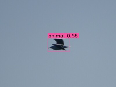 Artificial intelligence is an important tool for the identification of animals in images and video.