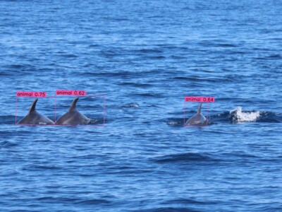 automatic identification of sea mammals with the help of artificial intelligence