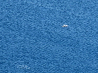 Bottlenose dolphin