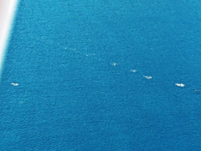dolphins from above