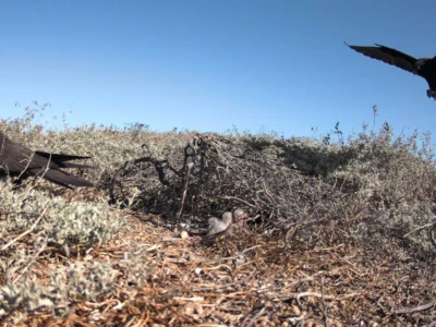 Here the hatchlings are visible between the adult birds.