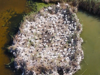 here an unedited photo of the same colony