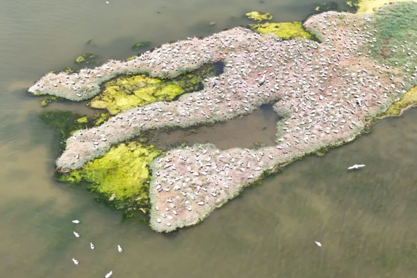photo taken by drone for counting a gull colony