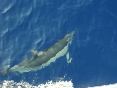 κοινό δελφίνι