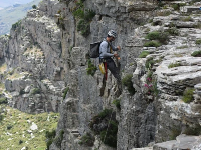 To reach the nest, researchers need climbing equipment.