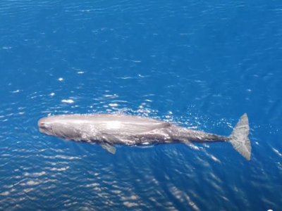 The sounds of the marine mammals travel very far in the water.