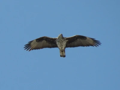 With the transmitter the movements of the eagle are recorded over a long period of time.