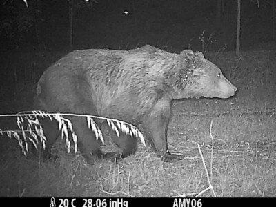 brown bear