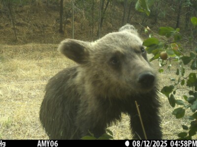 brown bear