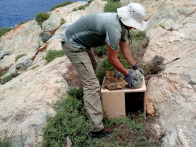 Η ομάδα της NCC τοποθετεί τεχνητές φωλιές για την καλύτερη προστασία των νεοσσών.