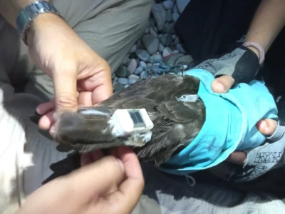 Ο πομπός τοποθετείται στην ουρά του πουλιού.