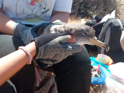 Telemetry is an important tool for recording the movements of birds at sea. Here is a shearwater (Calonectis diomedea).