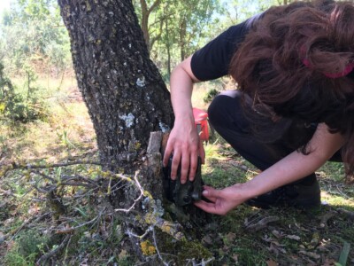 They are placed in areas where the animals pass regularly.