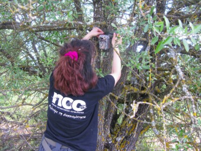 Trail cameras are used to survey animals that are nocturnal or that are disturbed by the presence of humans.