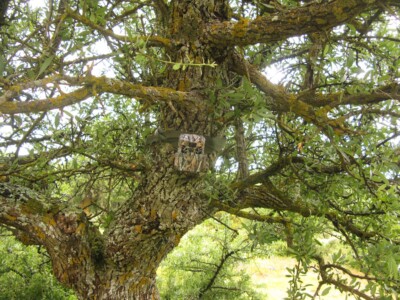 camouflaged camera in a tree