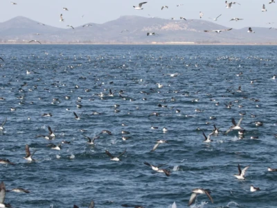 Yelkouan shearwaters and gulls